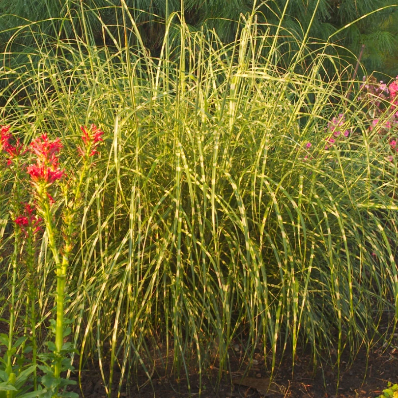 'Little Zebra' Dwarf Zebra Grass (Miscanthus) 3 'Little Zebra' Dwarf Zebra Grass (Miscanthus) - Image 3