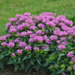 Bee Dazzled Pollinator Collection -Flower Shop Monarda Pardon My Lavender 1