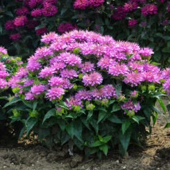 'Pardon My Lavender' Bee Balm -Flower Shop Monarda Pardon My Lavender 5 P