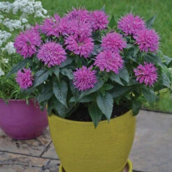 'Pardon My Purple' Bee Balm -Flower Shop Monarda Pardon My Purple 1 P