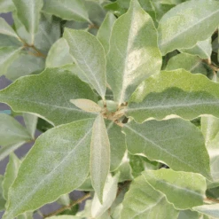 Mr. Smooth™ Seedless Thornless Silverthorn (Eleagnus) -Flower Shop Mr.Smooth SeedlessThornlessSilverthorn Eleagnus 2