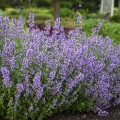 'Cat's Meow' Catmint