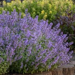 'Cat's Meow' Catmint -Flower Shop Nepeta Cats Meow 5 P sw