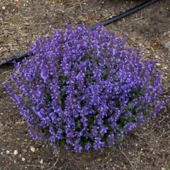 'Cat's Pajamas' Catmint -Flower Shop Nepeta Cats Pajamas 5 P sw