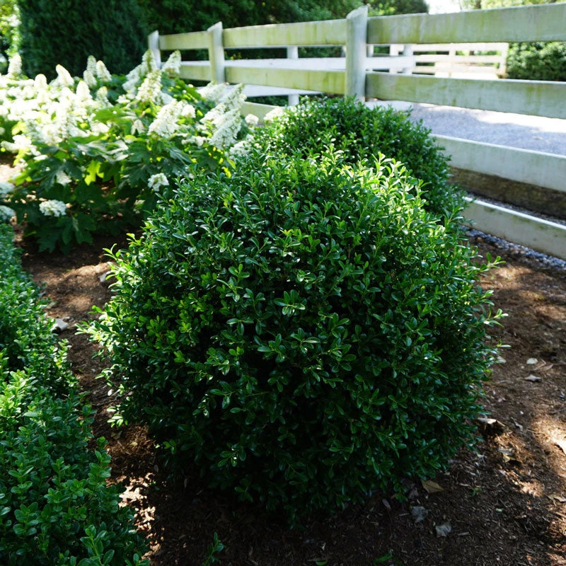 NewGen Independence® Boxwood 2 NewGen Independence® Boxwood - Image 2