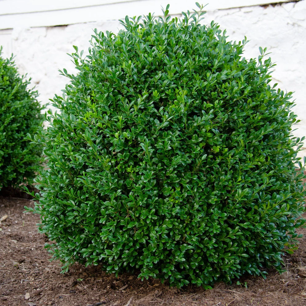 NewGen Independence® Boxwood 1 NewGen Independence® Boxwood