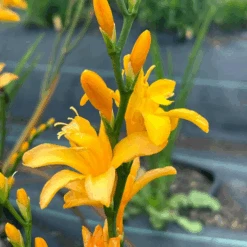 Nova® ‘Gold Dust' Montbretia (Crocosmia) -Flower Shop Nova GoldDust Montbretia Crocosmia 2