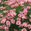 Nova® ‘Sunstone’ Tickseed (Coreopsis)
