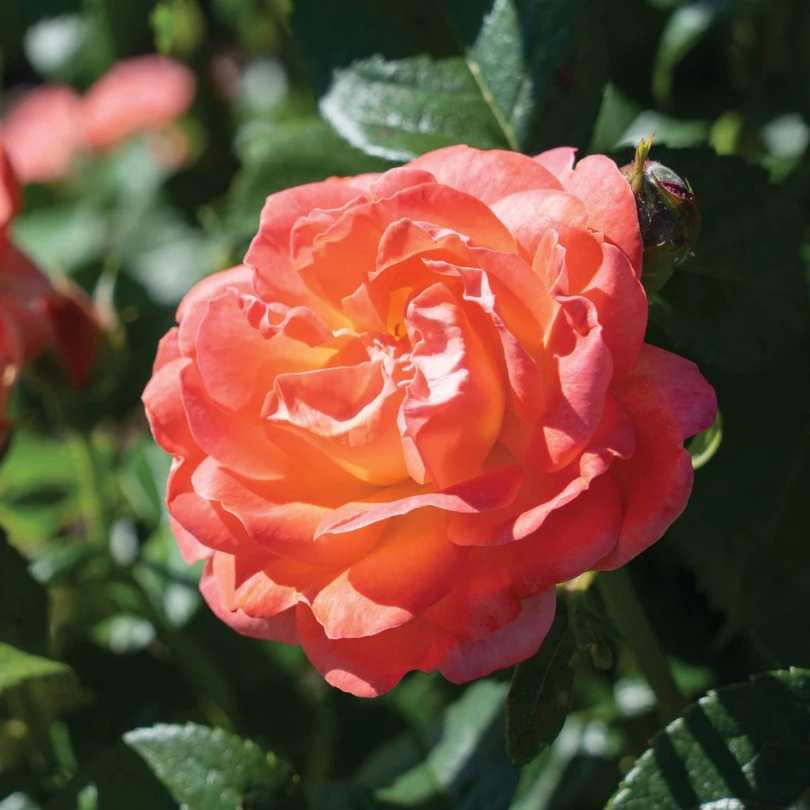 Orange Glow™ Knock Out® Rose 1 Orange Glow™ Knock Out® Rose
