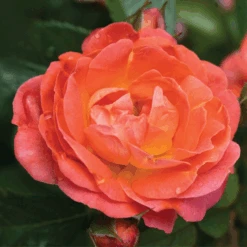 Orange Glow™ Knock Out® Rose 5 Orange Glow™ Knock Out® Rose -Flower Shop Orange Knock Out Rose 2