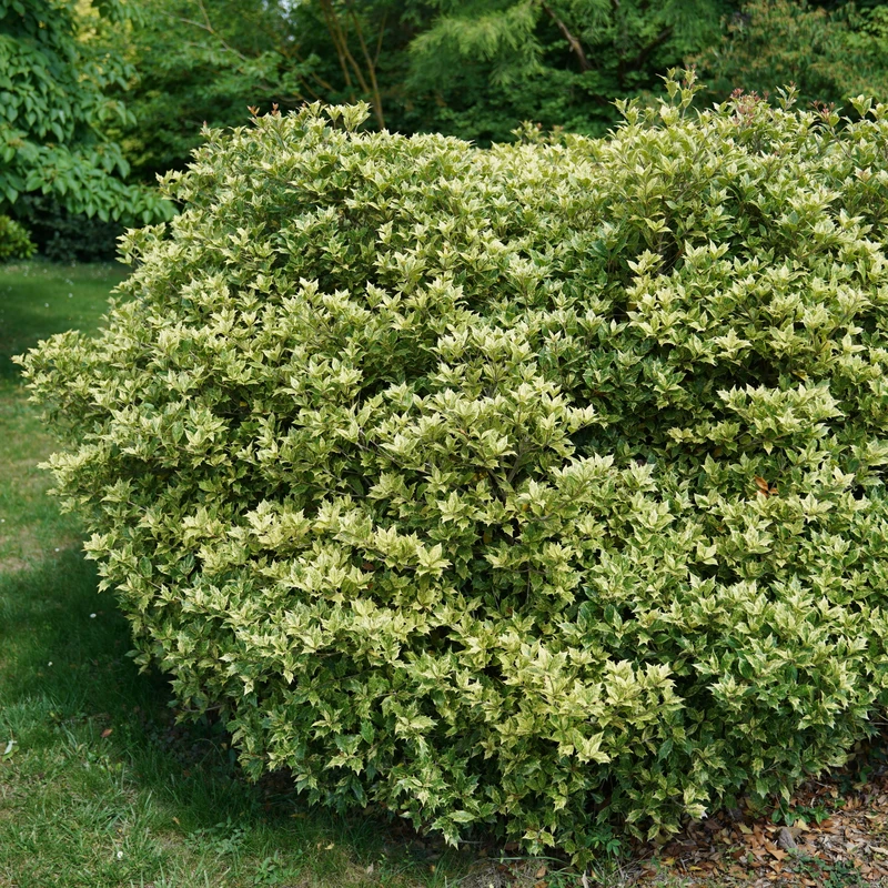 'Goshiki' Holly Osmanthus 3 'Goshiki' Holly Osmanthus - Image 3