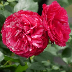 Oso Easy Red Stripe™ Rose