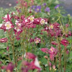 'Biedermeier Mix' Columbine 6 'Biedermeier Mix' Columbine -Flower Shop P1037254 800x800 d4c8f1c
