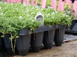 Blue Star Creeper (Isotoma Fluviatilis) -Flower Shop P1064381