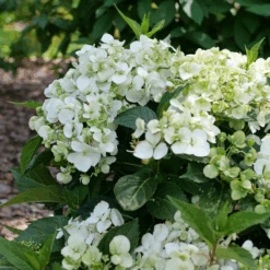 Fairytrail™ White Cascade Hydrangea 8 Fairytrail™ White Cascade Hydrangea -Flower Shop P1214369 800x800 8731f55