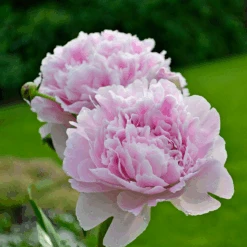'Sarah Bernhardt' Peony 7 'Sarah Bernhardt' Peony -Flower Shop PaeoniaSarahBernhardt 130620cre002