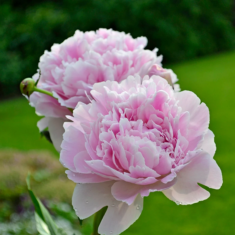 'Sarah Bernhardt' Peony 3 'Sarah Bernhardt' Peony - Image 3