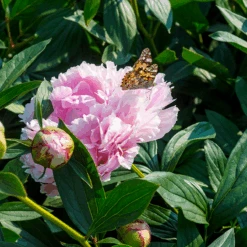 'Sarah Bernhardt' Peony 9 'Sarah Bernhardt' Peony -Flower Shop PaeoniaSarahBernhardtwithbutterfly 160606gbo017