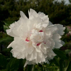 'Festiva Maxima' Peony -Flower Shop Paeonia FestivaMaxima 1