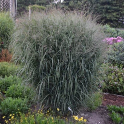 Prairie Winds® 'Apache Rose' Switchgrass 7 Prairie Winds® 'Apache Rose' Switchgrass -Flower Shop Panicum Apache Rose 2 P