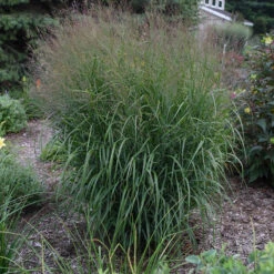 Prairie Winds® 'Apache Rose' Switchgrass 8 Prairie Winds® 'Apache Rose' Switchgrass -Flower Shop Panicum Apache Rose 4 P