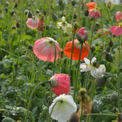 'Champagne Bubbles' Icelandic Poppy Mix -Flower Shop Papaver Champagne Bubbles 3