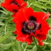 'Beauty Of Livermere' Oriental Poppy