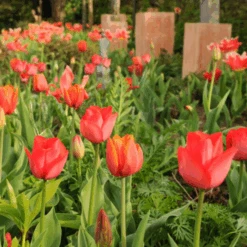 'Parade' Tulip -Flower Shop ParadeTulip 2
