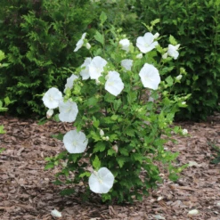 Paraplu® Pure White Rose Of Sharon (Hibiscus) -Flower Shop Paraplu PureWhiteRoseofSharon Hibiscus 2