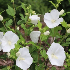 Paraplu® Pure White Rose Of Sharon (Hibiscus) -Flower Shop Paraplu PureWhiteRoseofSharon Hibiscus 3