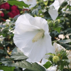 Paraplu® Pure White Rose Of Sharon (Hibiscus) -Flower Shop Paraplu PureWhiteRoseofSharon Hibiscus 4
