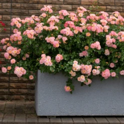 Peach Drift® Rose -Flower Shop Peach Drift Ground Cover Rose