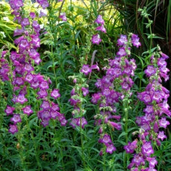 Cha Cha™ ‘Lavender’ Beardtongue -Flower Shop Penstemon Cha Cha Lavender 4