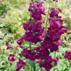 Cha Cha™ 'Purple' Beardtongue -Flower Shop Penstemon Cha Cha Purple 6