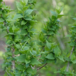 Illuminati Arch® Mock Orange -Flower Shop Philadelphus Illuminati Arch 3
