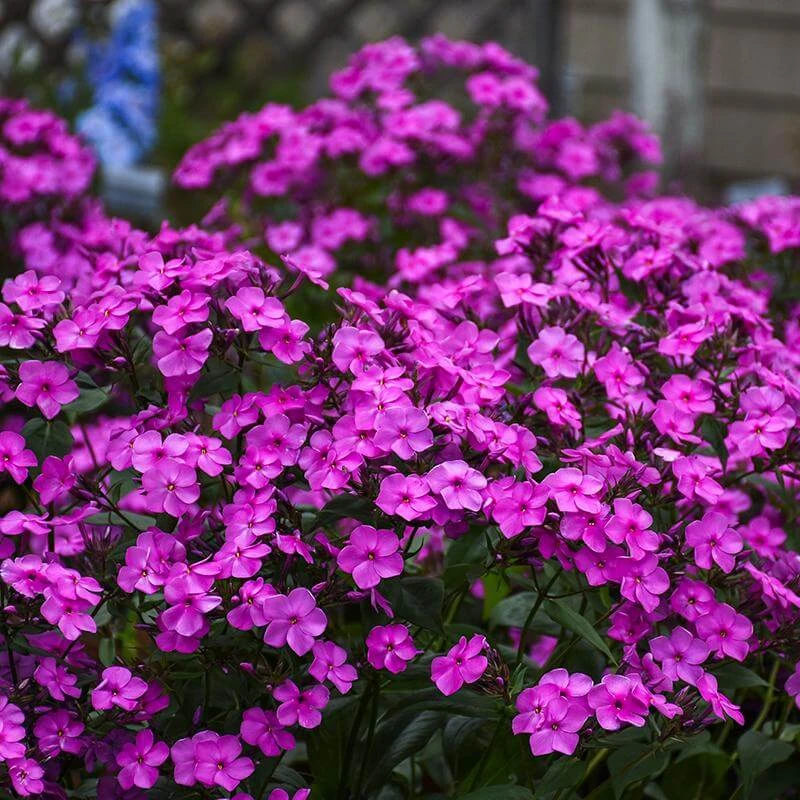 'Cloudburst' Tall Cushion Phlox 1 'Cloudburst' Tall Cushion Phlox