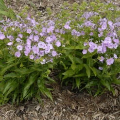 'Opening Act Blush' Hybrid Phlox -Flower Shop Phlox Opening Act Blush 1