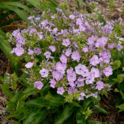 'Opening Act Blush' Hybrid Phlox -Flower Shop Phlox Opening Act Blush 2