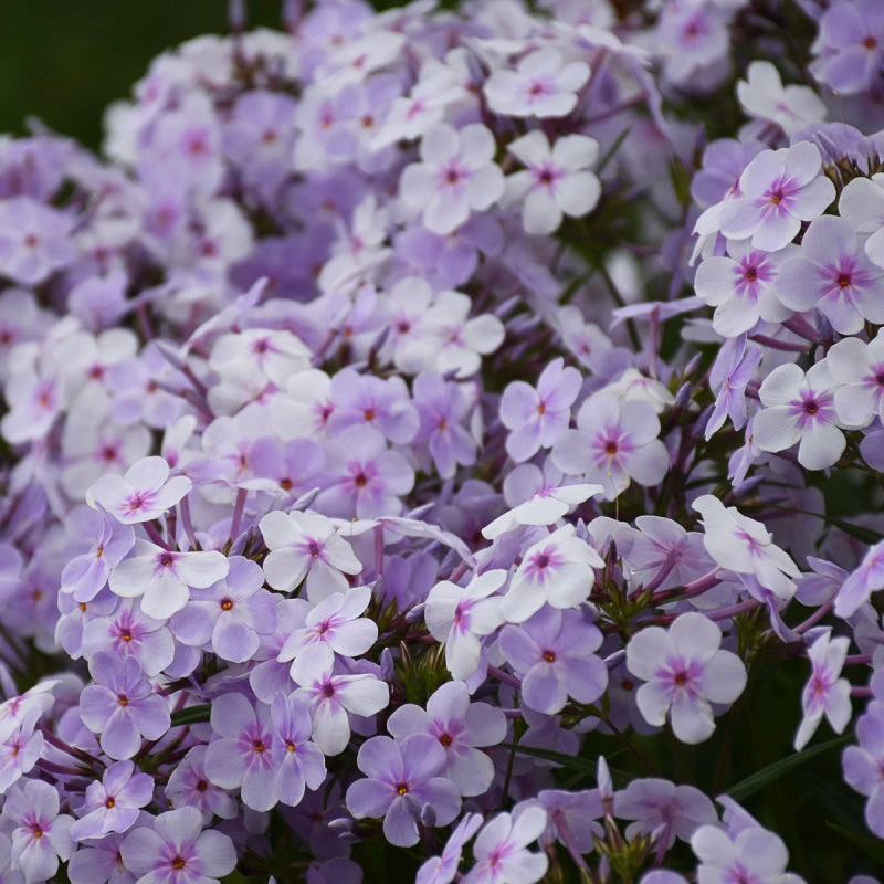 'Opening Act Pink-A-Dot' Hybrid Phlox 1 'Opening Act Pink-A-Dot' Hybrid Phlox