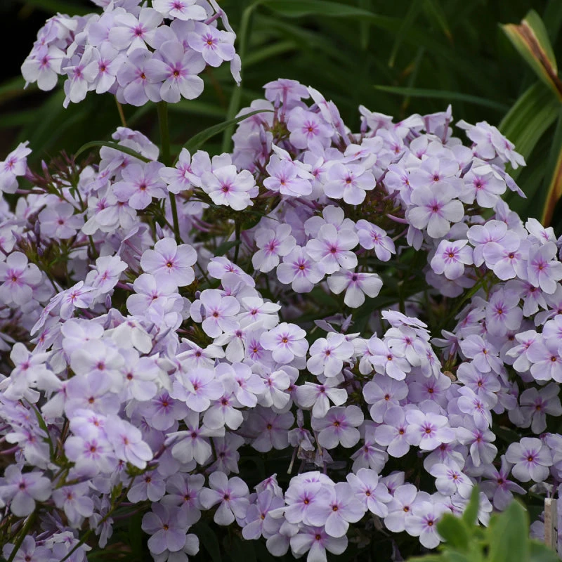 'Opening Act Pink-A-Dot' Hybrid Phlox 3 'Opening Act Pink-A-Dot' Hybrid Phlox - Image 3