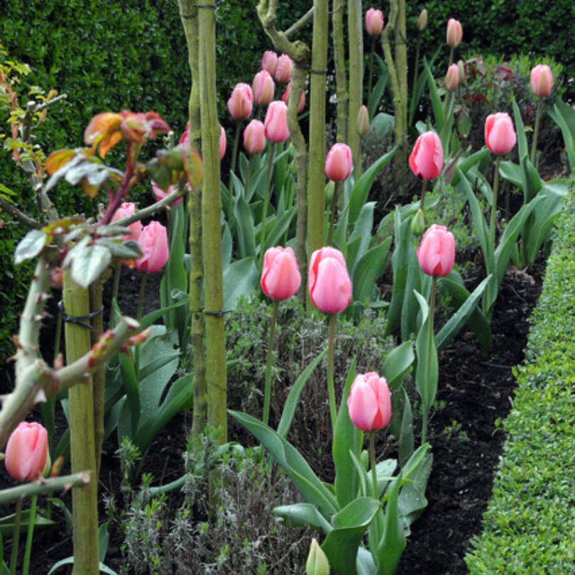 'Pink Impression' Tulip 1 'Pink Impression' Tulip