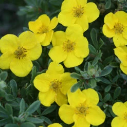 Happy Face® Yellow Potentilla -Flower Shop Potentilla Happy Face Yellow 6 P