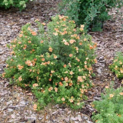 Happy Face® Orange Potentilla -Flower Shop Potentilla Happy Face Orange P1237255