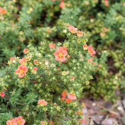 Happy Face® Orange Potentilla -Flower Shop Potentilla Happy Face Orange P1239060