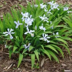 'Powder Blue Giant' Dwarf Crested Iris -Flower Shop PowderBlueGiant DwarfCrestedIris Iriscristata 3