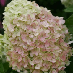 Powerball™ Panicle Hydrangea -Flower Shop Powerball PanicleHydrangea 2