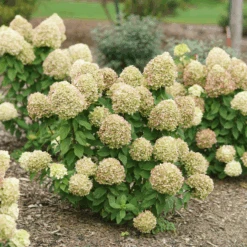 Powerball™ Panicle Hydrangea -Flower Shop Powerball Panicle Hydrangea