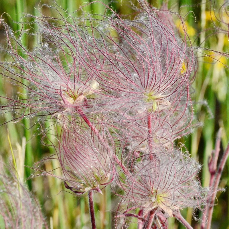 Prairie Smoke Geum 2 Prairie Smoke Geum - Image 2