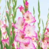 'Priscilla' Gladiolus