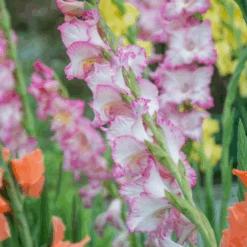 'Priscilla' Gladiolus -Flower Shop Priscilla Gladiolus 2